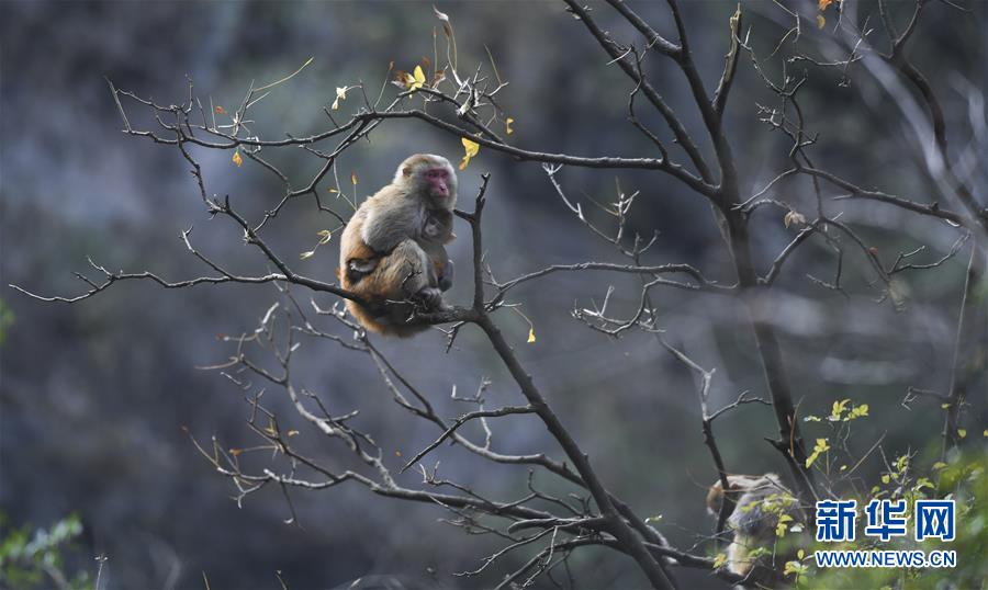 (新華全媒頭條·圖文互動)(9)待到滿山紅葉時——三峽重慶庫區踐行新發展理念面面觀