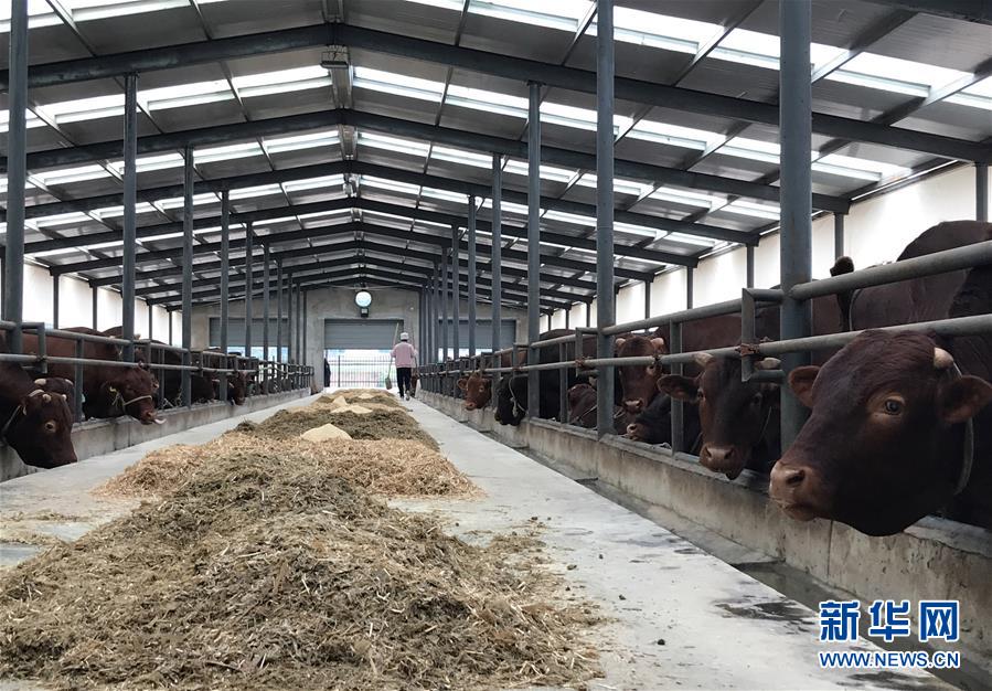 (決戰(zhàn)決勝脫貧攻堅(jiān)·圖文互動(dòng))(2)趕著“紅牛”奔小康