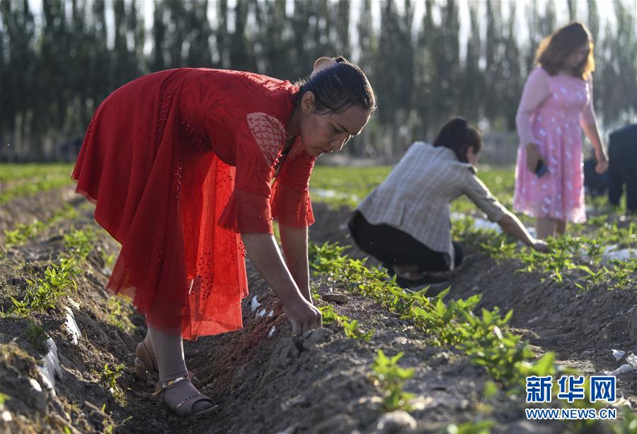 (圖文互動)(6)“沙漠高地”的美好家園