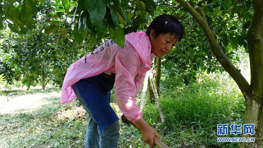 (新華網·決戰(zhàn)決勝脫貧攻堅·圖文互動)(2)貴州思南:強村帶弱村 “抱團”促增收