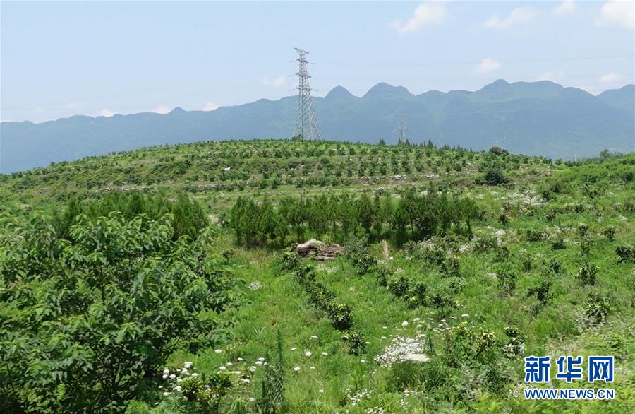 (新華網·決戰(zhàn)決勝脫貧攻堅·圖文互動)(3)貴州思南:強村帶弱村 “抱團”促增收