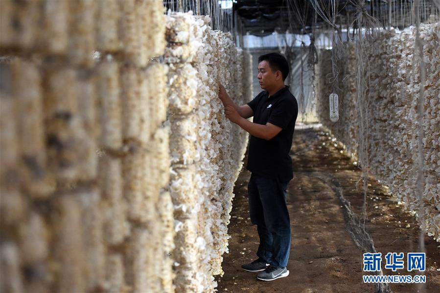  （新華全媒頭條&middot;圖文互動）（7）青春，在希望的田野上&mdash;&mdash;大別山區尋訪&ldquo;城歸&rdquo;大學畢業生