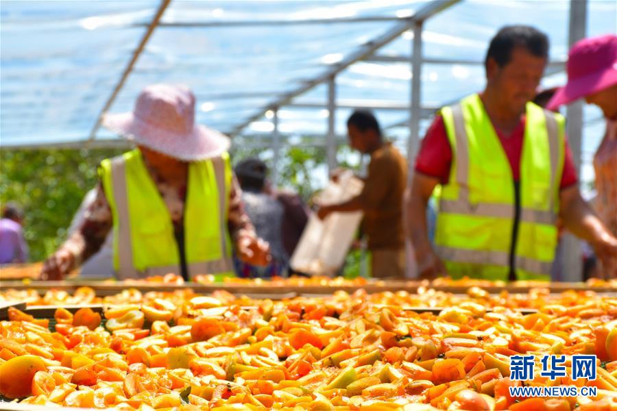 （決戰決勝脫貧攻堅&middot;圖文互動）（5）新疆&ldquo;杏鄉&rdquo;：杏果飄香 走出深閨助脫貧