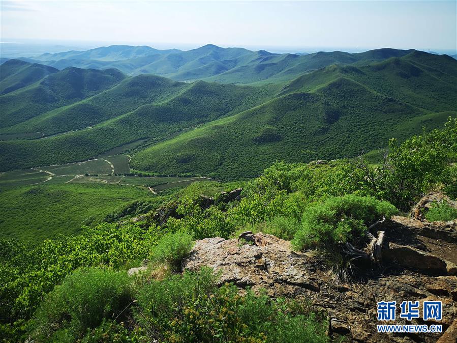 (決戰(zhàn)決勝脫貧攻堅·圖文互動)(1)內(nèi)蒙古科右中旗:把準發(fā)展方向 “楓馬牛”可相及