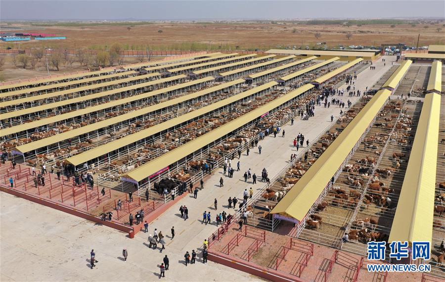 (決戰(zhàn)決勝脫貧攻堅·圖文互動)(3)內(nèi)蒙古科右中旗:把準發(fā)展方向 “楓馬牛”可相及