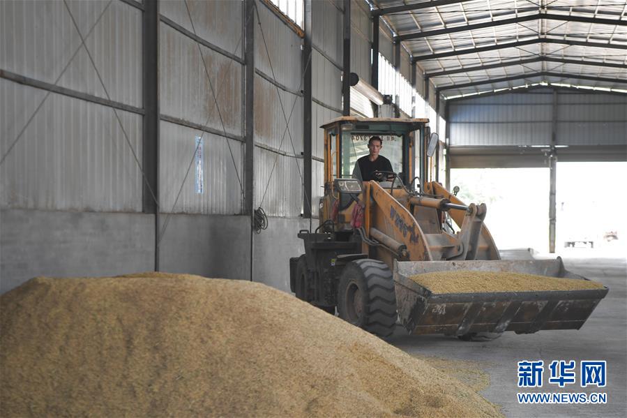 （防汛抗洪&middot;圖文互動）（3）洞庭湖畔打響糧食保衛戰