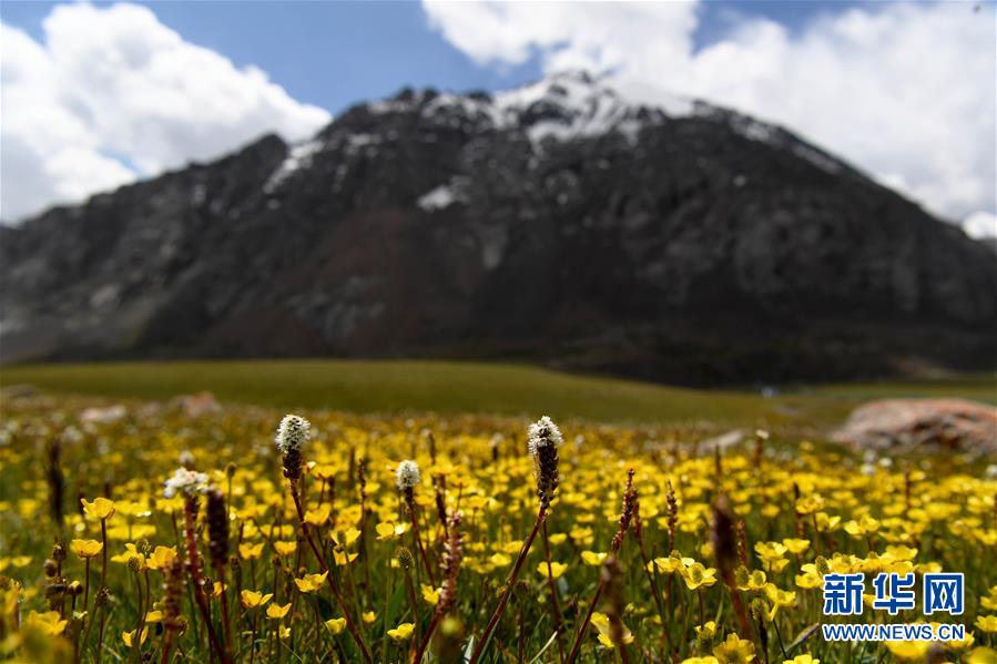 (圖文互動)(1)天山一號冰川保護區成為野生動物天堂