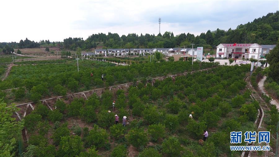 (新華全媒頭條·走向我們的小康生活·圖文互動)(11)奮斗繪就“新天府”——川蜀大地干群“戰貧”軌跡掃描