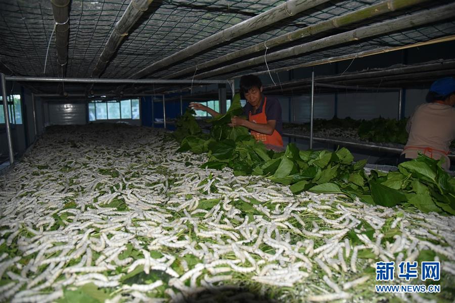 (決戰決勝脫貧攻堅·圖文互動)(1)“江南繅絲”喀斯特深山扎根記