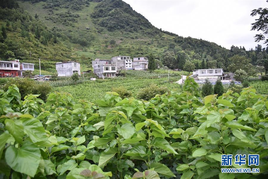 (決戰決勝脫貧攻堅·圖文互動)(5)“江南繅絲”喀斯特深山扎根記