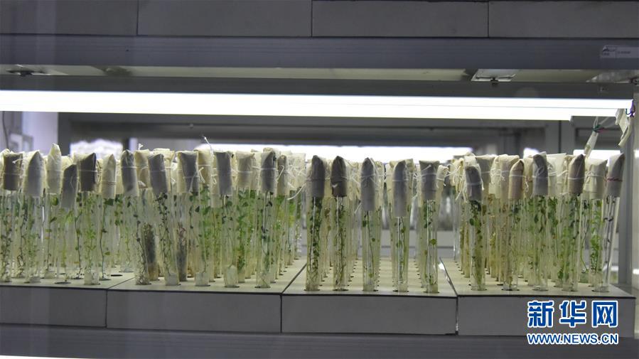 (決戰決勝脫貧攻堅·圖文互動)(1)“小土豆” 漸成增收大產業