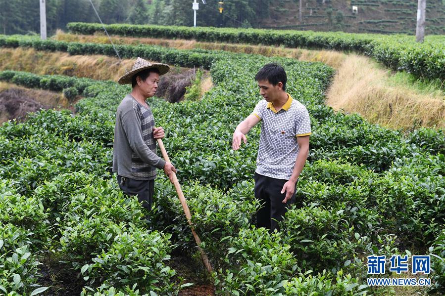 (新華全媒頭條·走向我們的小康生活·圖文互動)(12)弱鳥先飛今翱翔——閩東寧德振興啟示錄