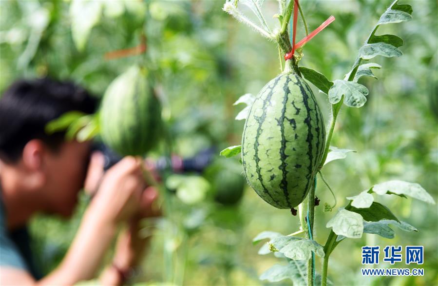 (新華全媒頭條·走向我們的小康生活·圖文互動)(10)幸福小康入畫來——齊魯大地描繪小康新畫卷