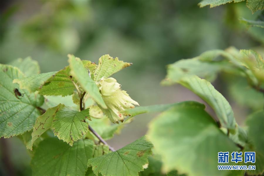 (決戰決勝脫貧攻堅·圖文互動)(2)榛子樹結出“扶貧果”