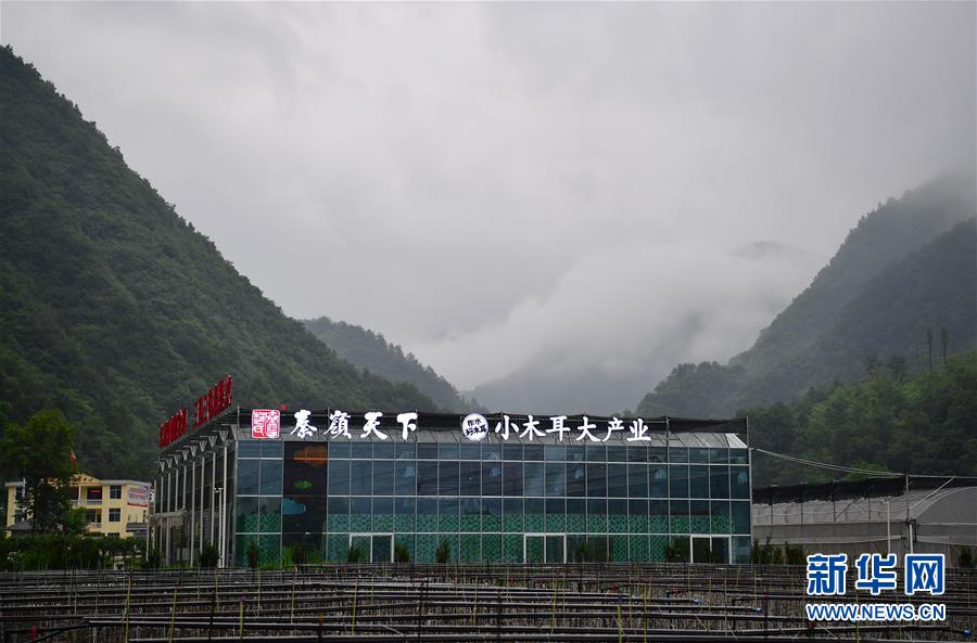 （新華全媒頭條&middot;走向我們的小康生活&middot;圖文互動）（3）蹚出綠色小康路&mdash;&mdash;陜南秦巴山區的脫貧答卷