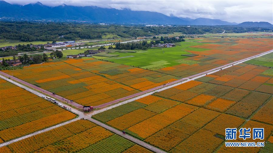 （圖文互動）（1）幸福花開&mdash;&mdash;高黎貢山下&ldquo;萬畝花海&rdquo;帶富美麗鄉村