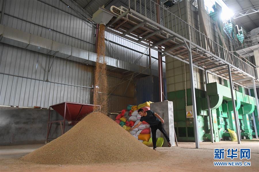 （新華視點(diǎn)&middot;聚焦餐桌外的浪費(fèi)&middot;圖文互動）（1）農(nóng)戶儲糧損失達(dá)8%！設(shè)施普遍簡陋，蟲害霉變堪憂