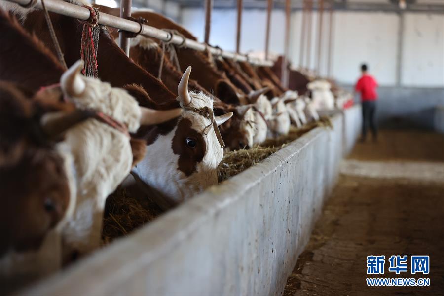 (決戰決勝脫貧攻堅·圖文互動)(3)再戰“北大倉”