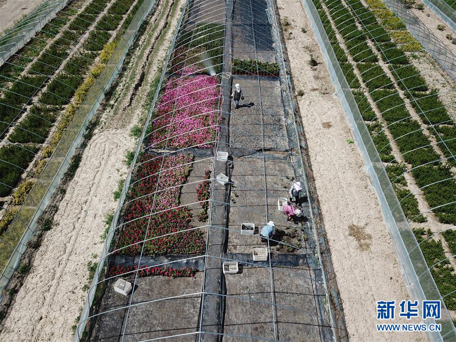 （新華全媒頭條&middot;走向我們的小康生活&middot;圖文互動）（1）&ldquo;苦甲&rdquo;不再，&ldquo;甘味&rdquo;綿長&mdash;&mdash;脫貧攻堅的甘肅味道