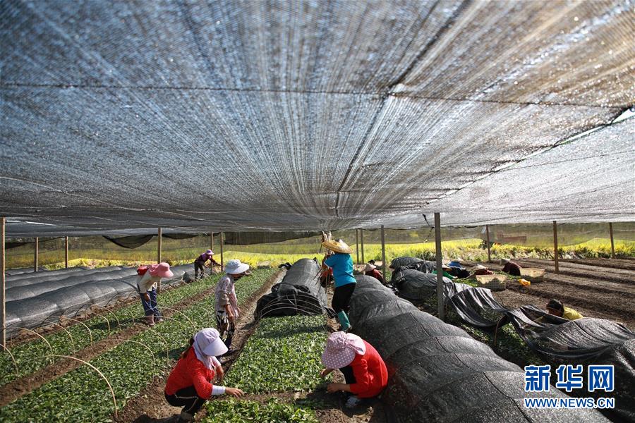 (新華全媒頭條·決戰(zhàn)決勝脫貧攻堅(jiān)·督戰(zhàn)未摘帽貧困縣·圖文互動(dòng))(7)不獲全勝,決不收兵——全國52個(gè)掛牌督戰(zhàn)貧困縣脫貧攻堅(jiān)紀(jì)實(shí)