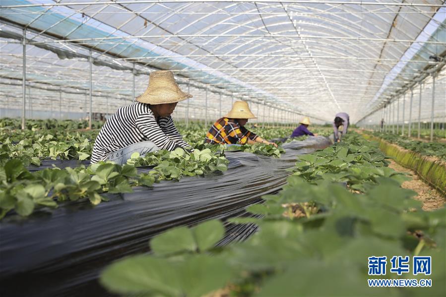 （新華全媒頭條&middot;決戰(zhàn)決勝脫貧攻堅(jiān)&middot;督戰(zhàn)未摘帽貧困縣&middot;圖文互動(dòng)）（12）不獲全勝，決不收兵&mdash;&mdash;全國52個(gè)掛牌督戰(zhàn)貧困縣脫貧攻堅(jiān)紀(jì)實(shí)