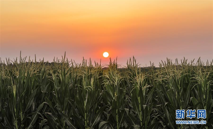 (新華全媒頭條·圖文互動)(2)為現代農業探新路——來自吉林梨樹的田野報告
