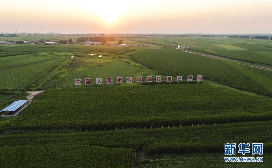 (新華全媒頭條·圖文互動)(6)為現代農業探新路——來自吉林梨樹的田野報告