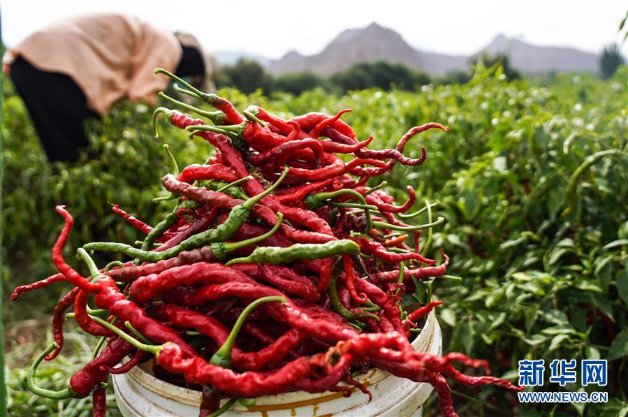 （走向我們的小康生活&middot;決戰決勝脫貧攻堅&middot;圖文互動）（8）甘青交界處的跨越&mdash;&mdash;保安族、撒拉族的脫貧故事 