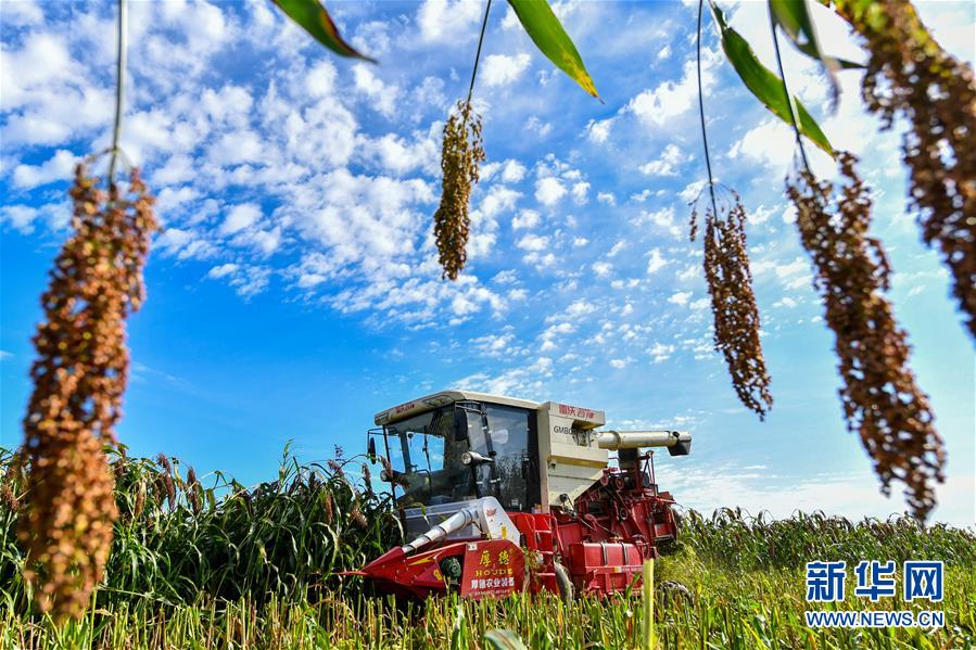 (新華全媒頭條·圖文互動)(5)天道酬勤的大地贊歌——寫在第三個中國農(nóng)民豐收節(jié)之際