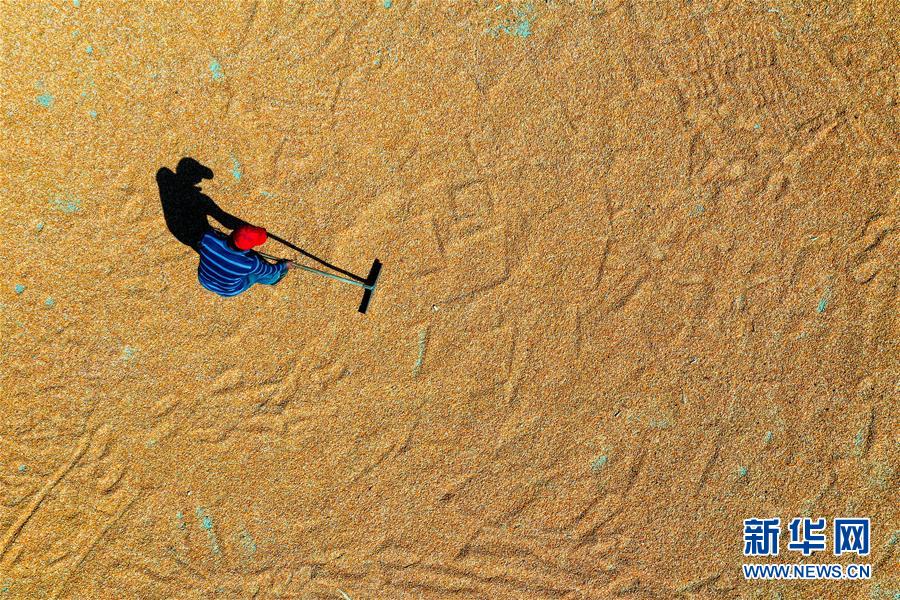 (新華全媒頭條·圖文互動)(6)天道酬勤的大地贊歌——寫在第三個中國農(nóng)民豐收節(jié)之際