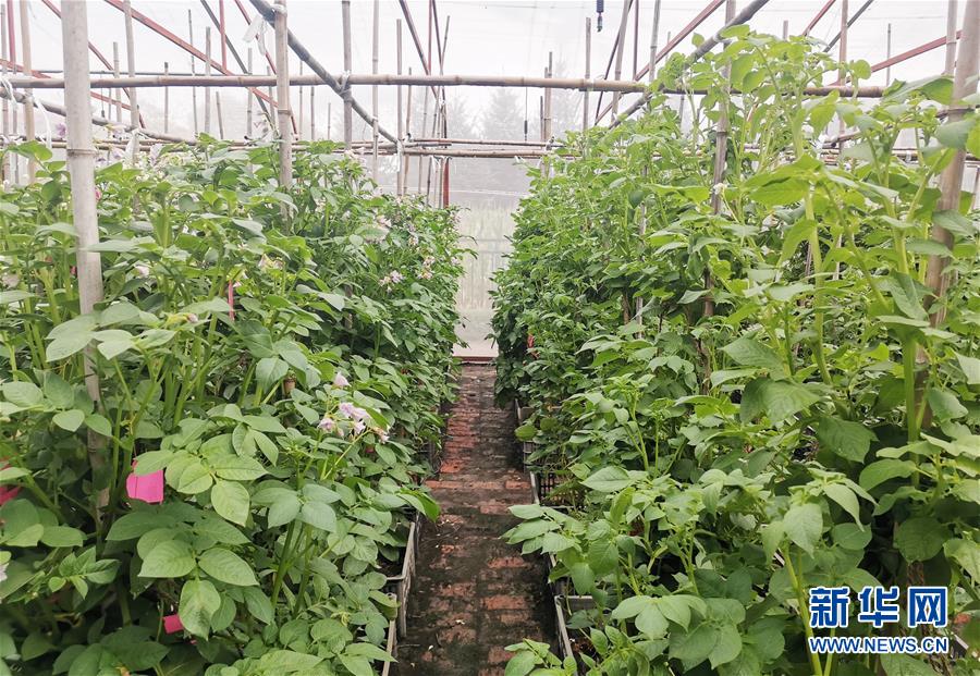 (新華全媒頭條·圖文互動)(8)天道酬勤的大地贊歌——寫在第三個中國農(nóng)民豐收節(jié)之際