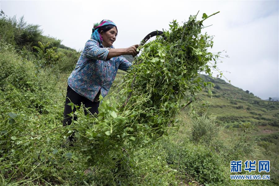 (決戰決勝脫貧攻堅·圖文互動)(1)大涼山深處再次響起的口弦