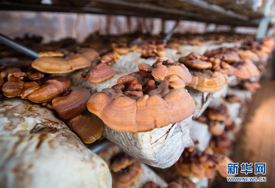 （新華全媒頭條&middot;走向我們的小康生活&middot;圖文互動(dòng)）（4）特殊之年，荊楚大地書寫不平凡的答卷