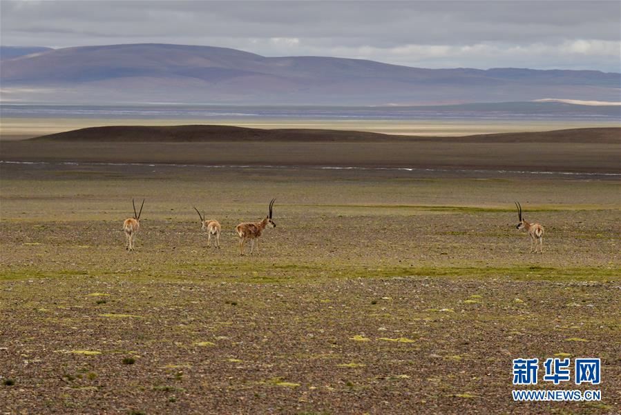 （新華全媒頭條&middot;走向我們的小康生活&middot;決戰(zhàn)決勝脫貧攻堅(jiān)&middot;圖文互動）（4）兩次遷徙&ldquo;搬窮&rdquo;記&mdash;&mdash;海拔最高縣雙湖的&ldquo;戰(zhàn)貧故事&rdquo;