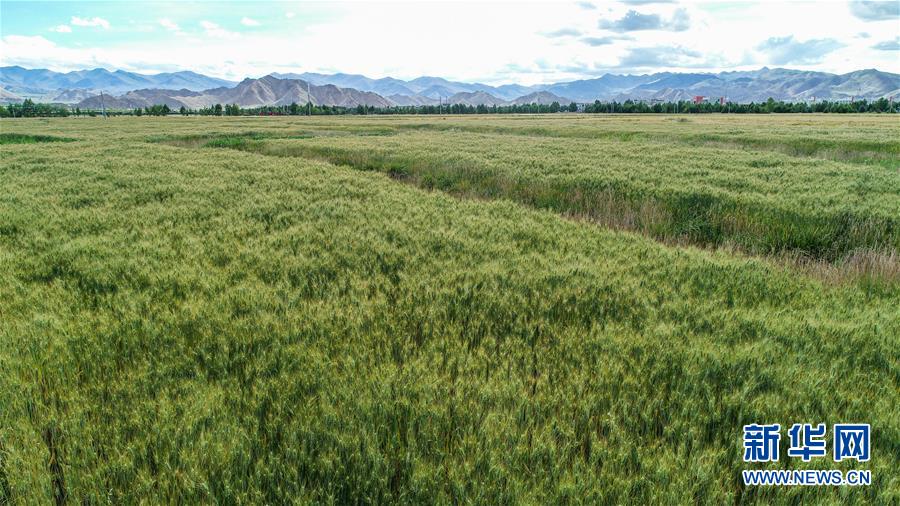 (走向我們的小康生活·圖文互動)(2)“無煙村”的新追求——西藏新時代文明鄉村成長記