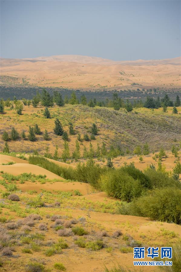 (在習(xí)近平新時(shí)代中國(guó)特色社會(huì)主義思想指引下——新時(shí)代新作為新篇章·習(xí)近平總書(shū)記關(guān)切事·圖文互動(dòng))(6)綠意,在黃沙中鋪展——我國(guó)防沙治沙紀(jì)實(shí)