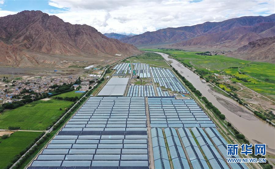 (走向我們的小康生活·決戰決勝脫貧攻堅·圖文互動)(2)高原喜見“壽光綠”——“世界屋脊”上的蔬菜發展奇跡