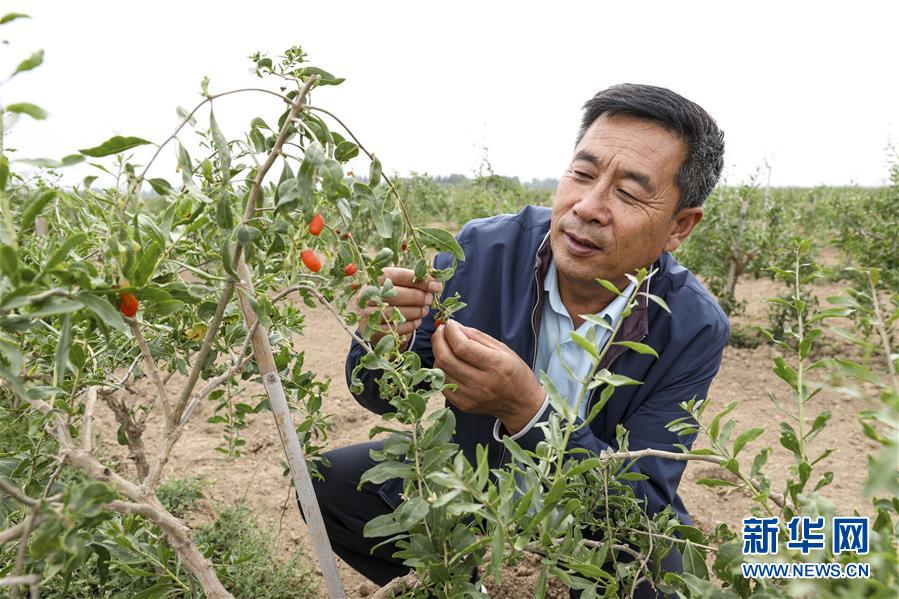 (全面建成小康社會(huì)“百城千縣萬村調(diào)研行”·圖文互動(dòng))(1)寧夏華寺村:做活“土”文章 村民享小康