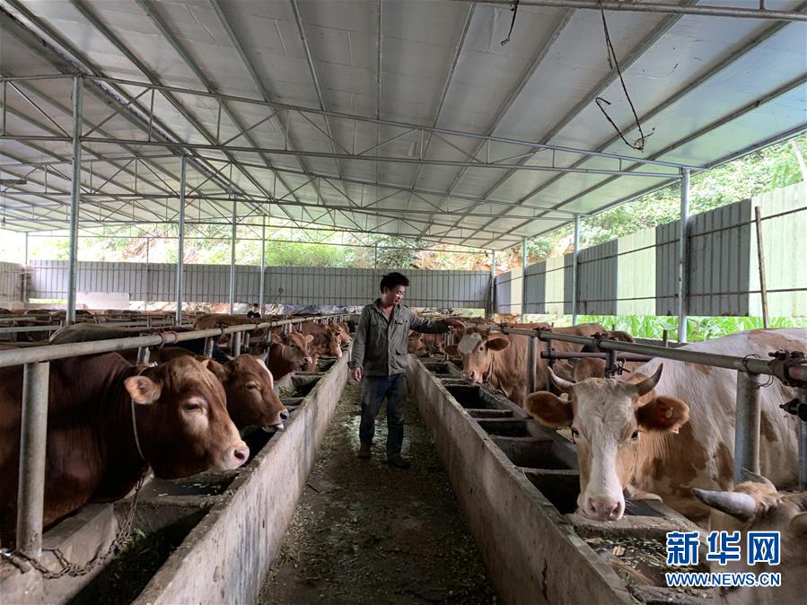 (新華全媒頭條·圖文互動)(3)決戰千山萬弄間——廣西“極貧角落”最后攻堅記