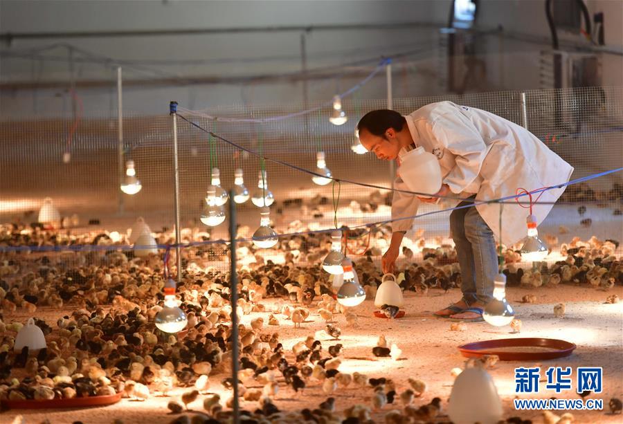 (新華全媒頭條·圖文互動)(9)決戰千山萬弄間——廣西“極貧角落”最后攻堅記