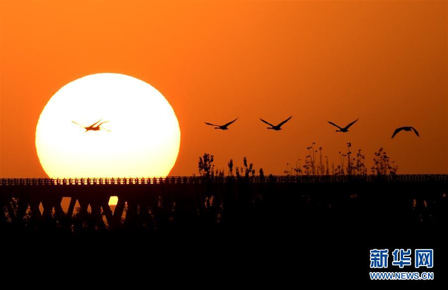 （新華全媒頭條&middot;圖文互動）（5）從&ldquo;四亂&rdquo;突出到生態修復 黃河漸成中原&ldquo;綠飄帶&rdquo;