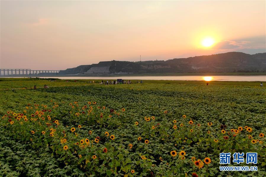 （新華全媒頭條&middot;圖文互動）（12）從&ldquo;四亂&rdquo;突出到生態修復 黃河漸成中原&ldquo;綠飄帶&rdquo;