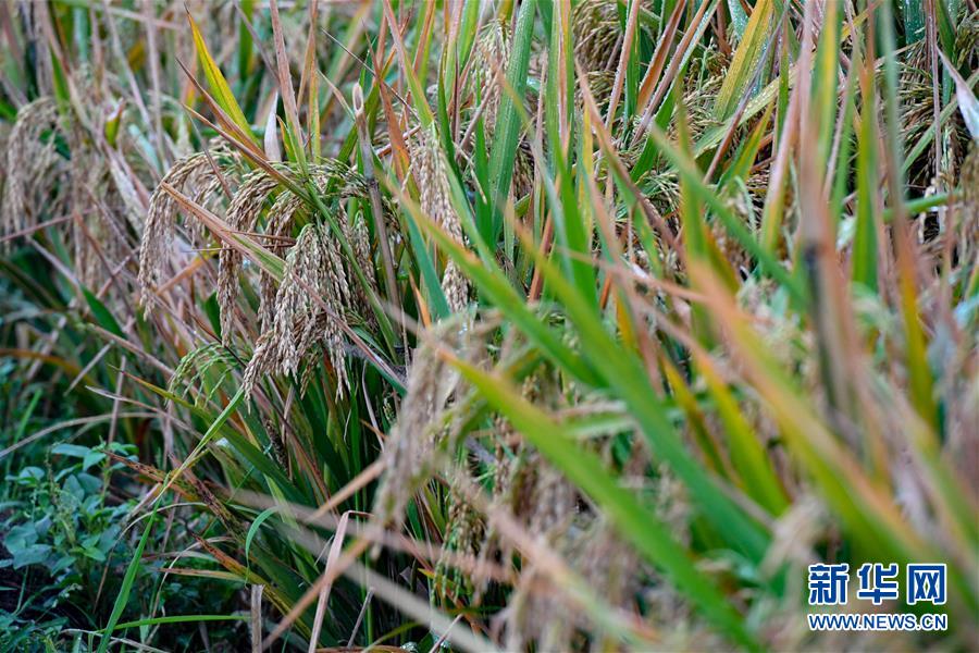 (圖文互動(dòng))(5)袁隆平團(tuán)隊(duì)雜交水稻雙季畝產(chǎn)突破1500公斤