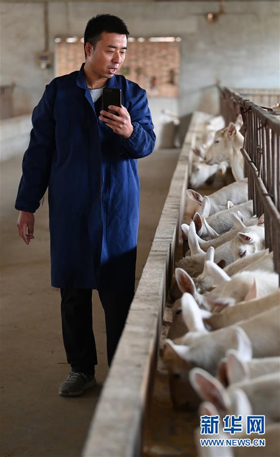 (五中全會精神在基層·圖文互動)(4)大學生“羊倌”成了致富“領頭羊”