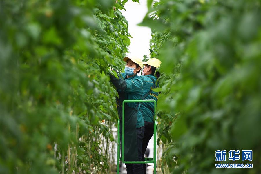 （五中全會精神在基層&middot;圖文互動）（1）從黃土荒坡到萬畝良田&mdash;&mdash;蘭州新區(qū)現(xiàn)代農(nóng)業(yè)發(fā)展&ldquo;變奏曲&rdquo;