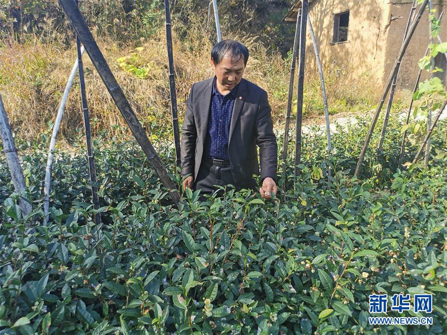 (決戰決勝脫貧攻堅·圖文互動)(2)咬定“茶”山不放松——安徽大別山區石佛村依靠茶產業脫貧致富見聞
