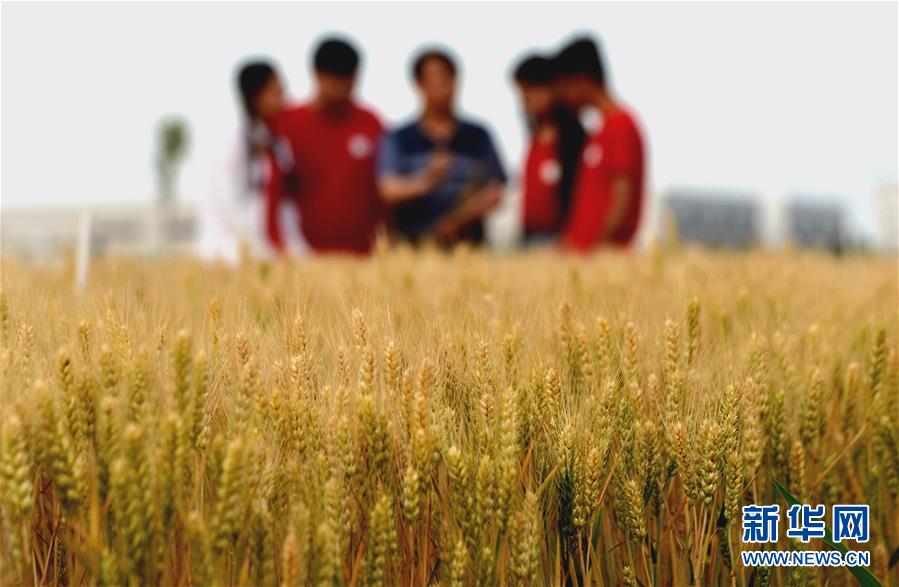 (在習近平新時代中國特色社會主義思想指引下——新時代新作為新篇章·總書記關心的百姓身邊事·圖文互動)(2)“農”字頭照樣“大”作為——豐收時節看涉農高校人才在希望的田野