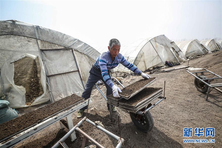 (在習(xí)近平新時(shí)代中國(guó)特色社會(huì)主義思想指引下——新時(shí)代新作為新篇章·習(xí)近平總書記關(guān)切事·圖文互動(dòng))(5)春耕忙 信心足——谷雨時(shí)節(jié)走馬東北直擊糧事