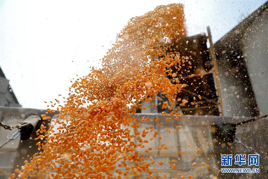 (在習(xí)近平新時(shí)代中國(guó)特色社會(huì)主義思想指引下——新時(shí)代新作為新篇章·習(xí)近平總書記關(guān)切事·圖文互動(dòng))(8)春耕忙 信心足——谷雨時(shí)節(jié)走馬東北直擊糧事