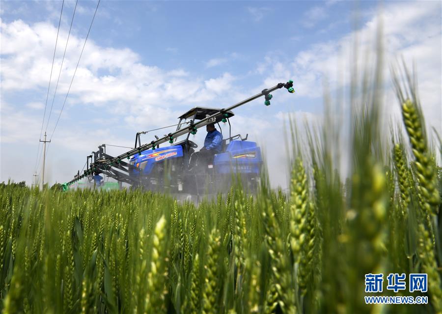 (在習近平新時代中國特色社會主義思想指引下——新時代新作為新篇章·習近平總書記關切事·圖文互動)(7)新農事、新希望——夏收前田間新動態掃描